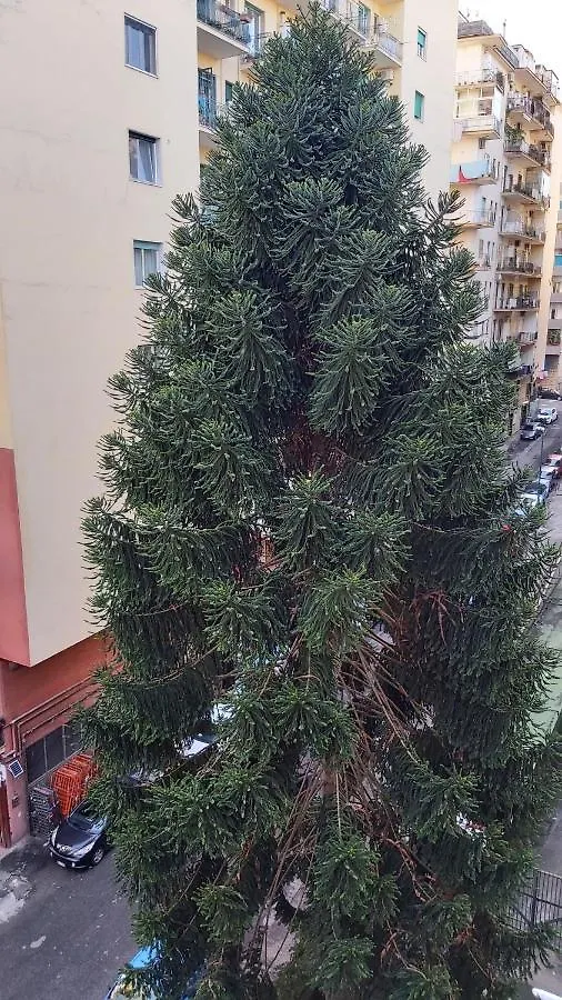 La Casa Del Cedro Lägenhet Neapel